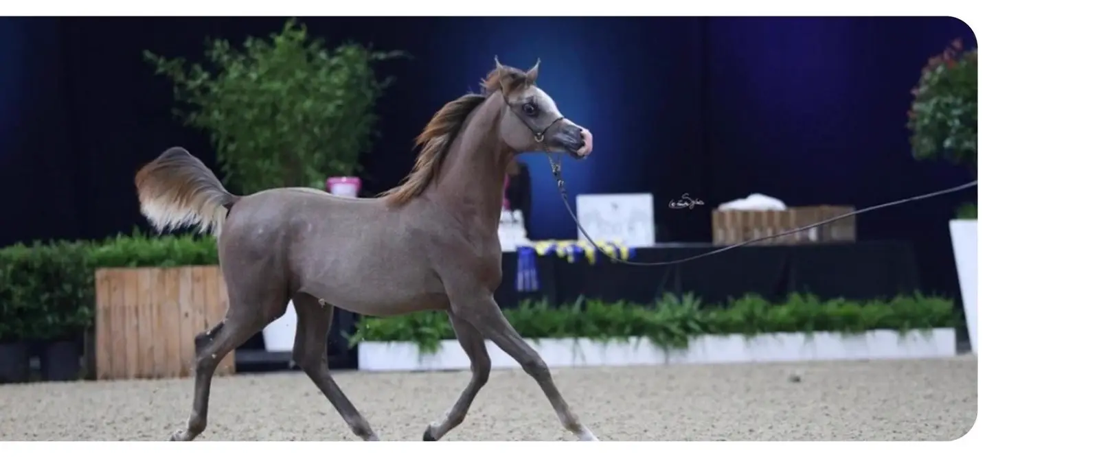 Prince Sultan Int'l Arabian Horse Festival